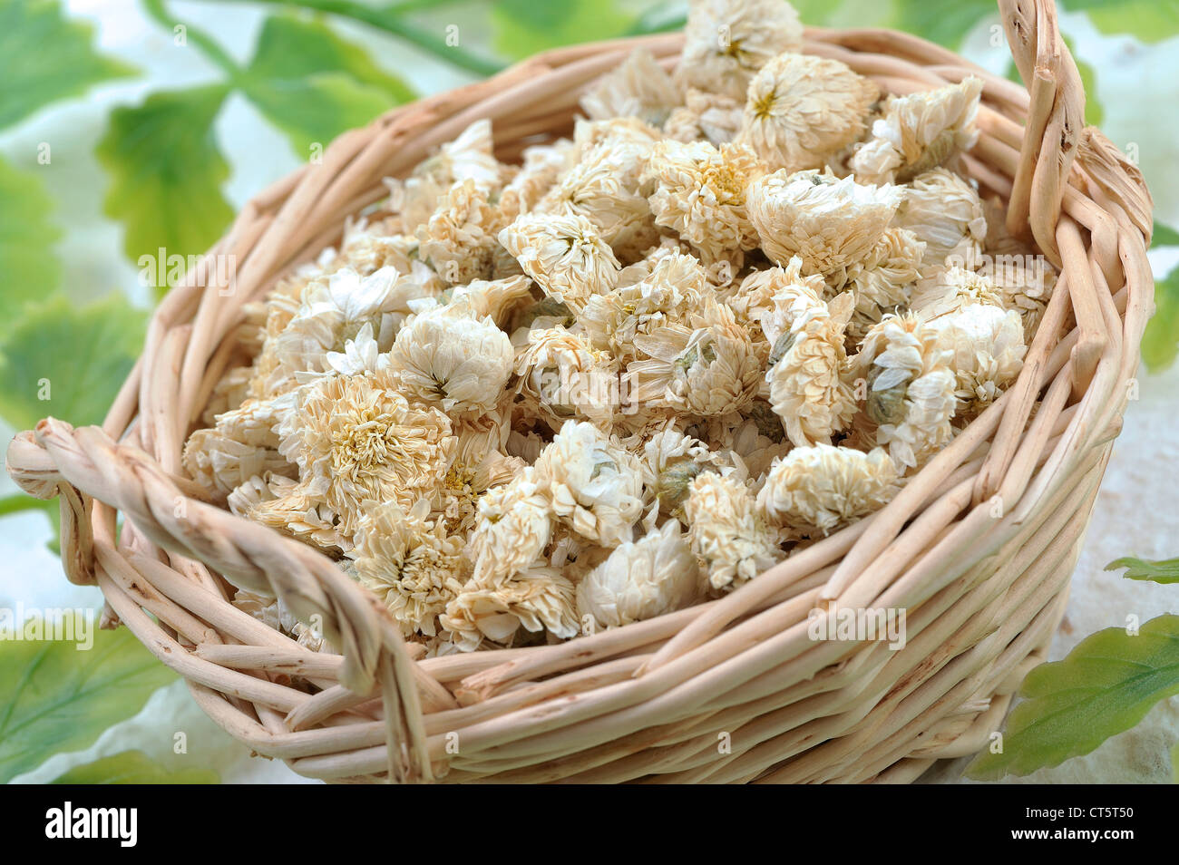 CAMOMILLA ROMANA Foto Stock