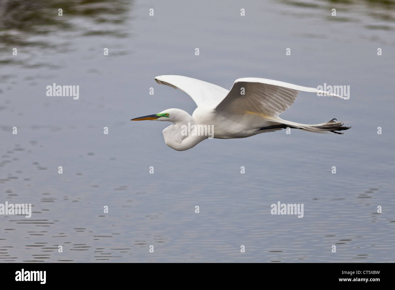 Airone bianco maggiore in allevamento piumaggio battenti da nido a raccogliere materiale di nesting Foto Stock