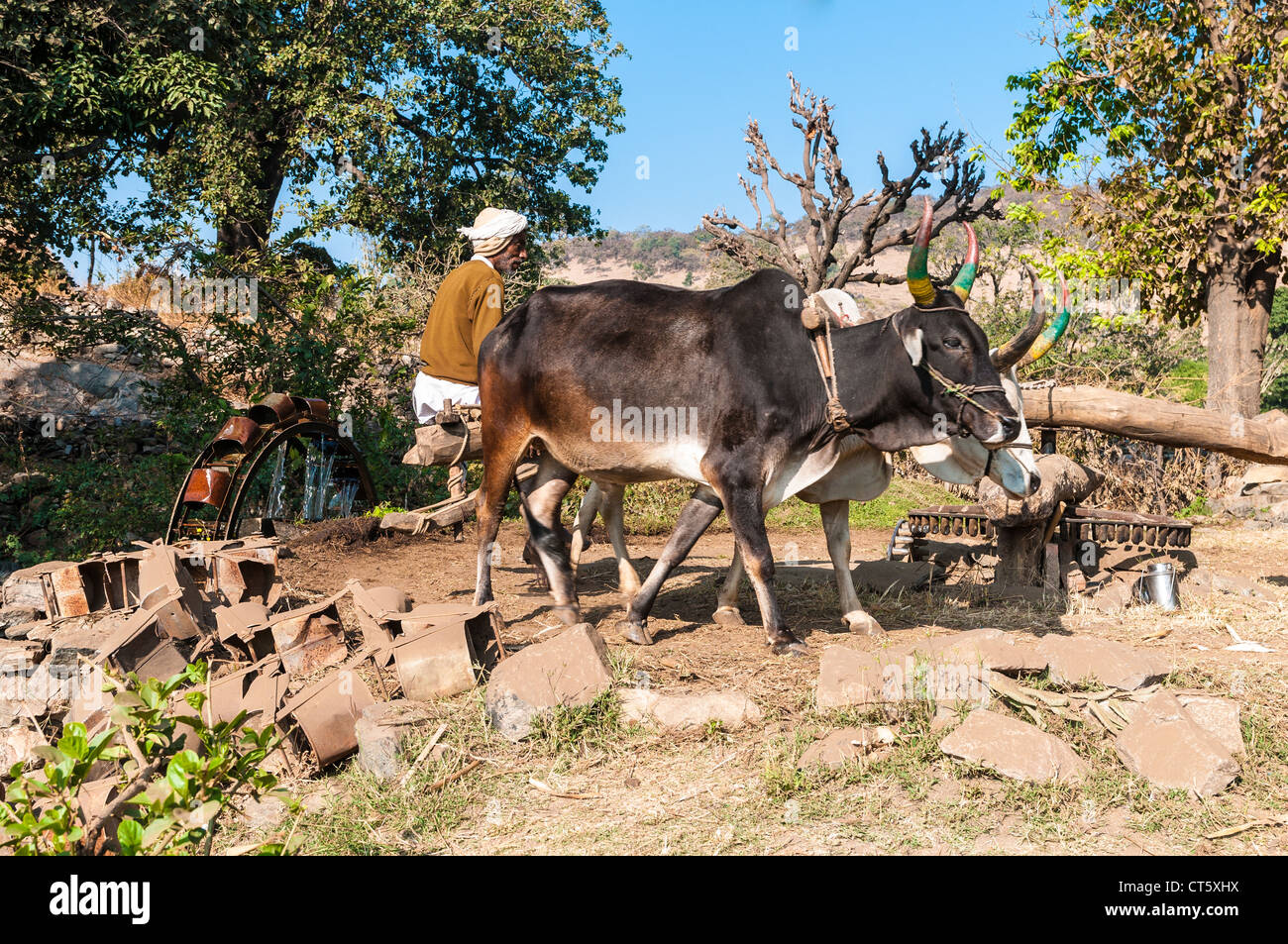 Impianto di irrigazione nelle zone rurali del Rajasthan, India. Da un bene, l'acqua viene pompata fino da bestiame bovino Foto Stock