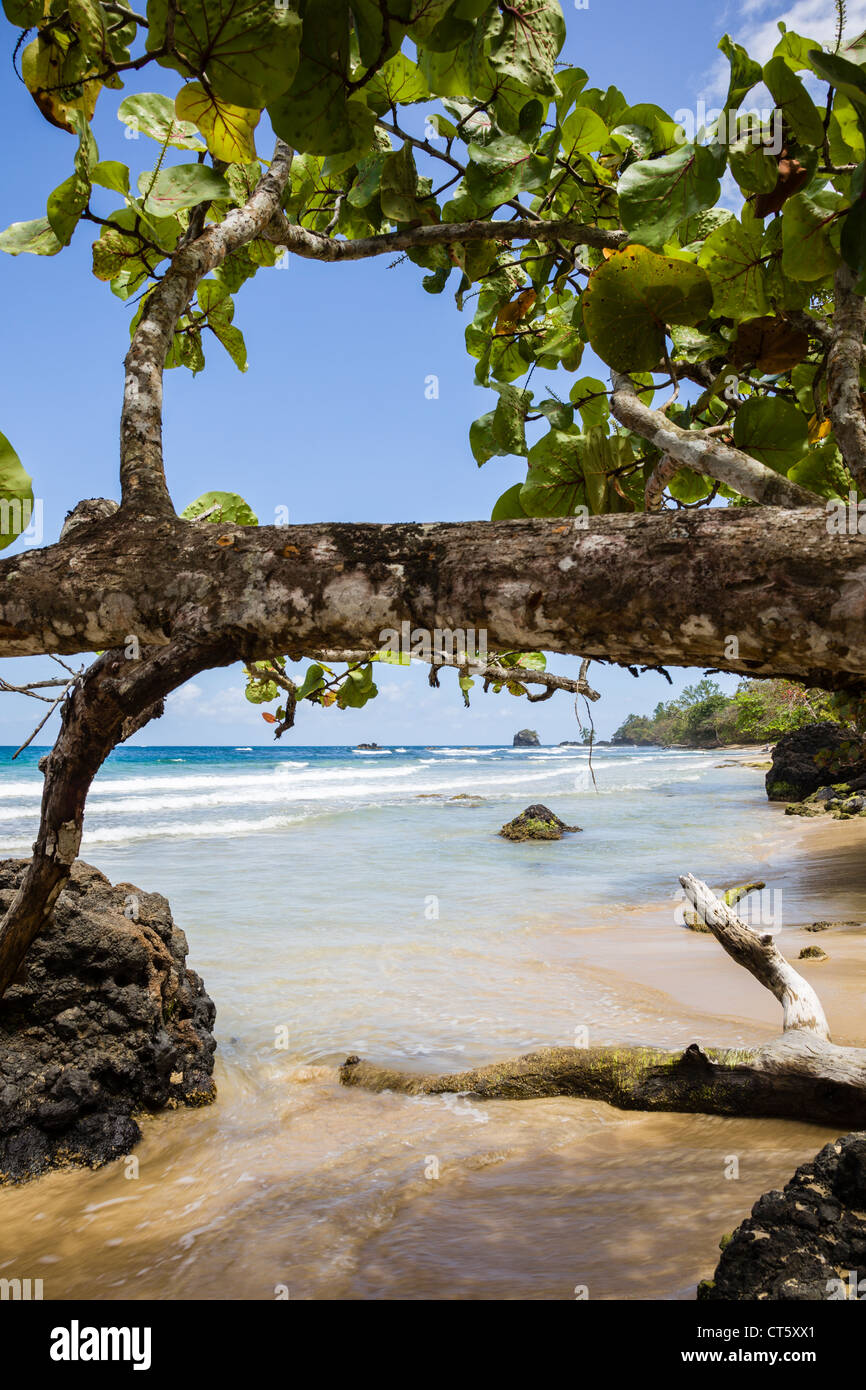 Il mar dei Caraibi lava lungo la costa di Isla Bastimentos, Bocas del Toro, Panama. Foto Stock