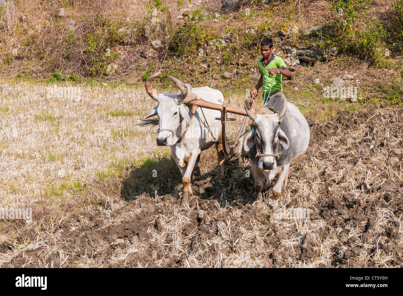 Giovane agricoltore indiano arando un campo con due buoi all'aratro Foto Stock