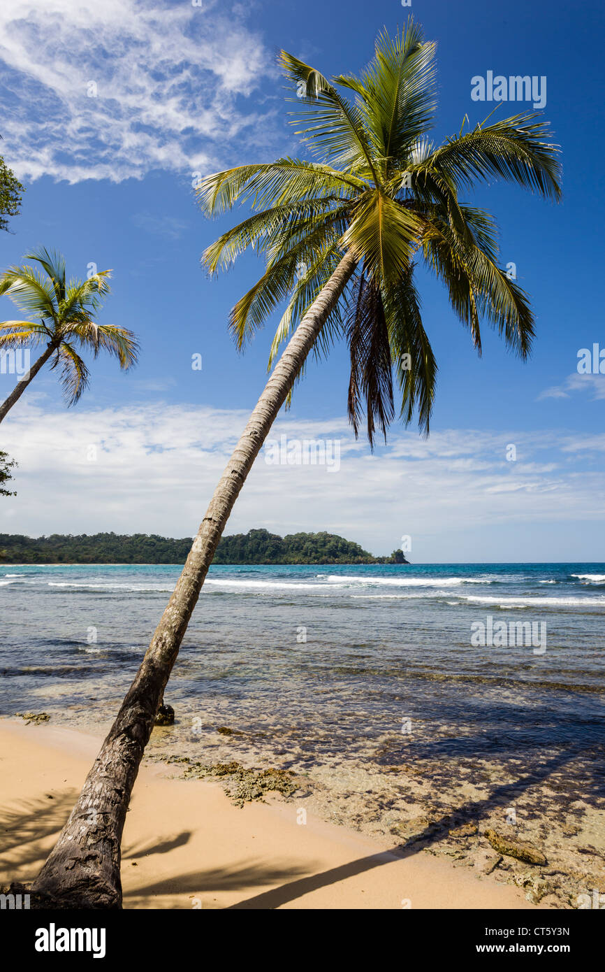 Oceano Caraibico lavaggi contro il palmo rivestito di costa sul Isla Bastimentos, Bocas del Toro, Panama. Foto Stock