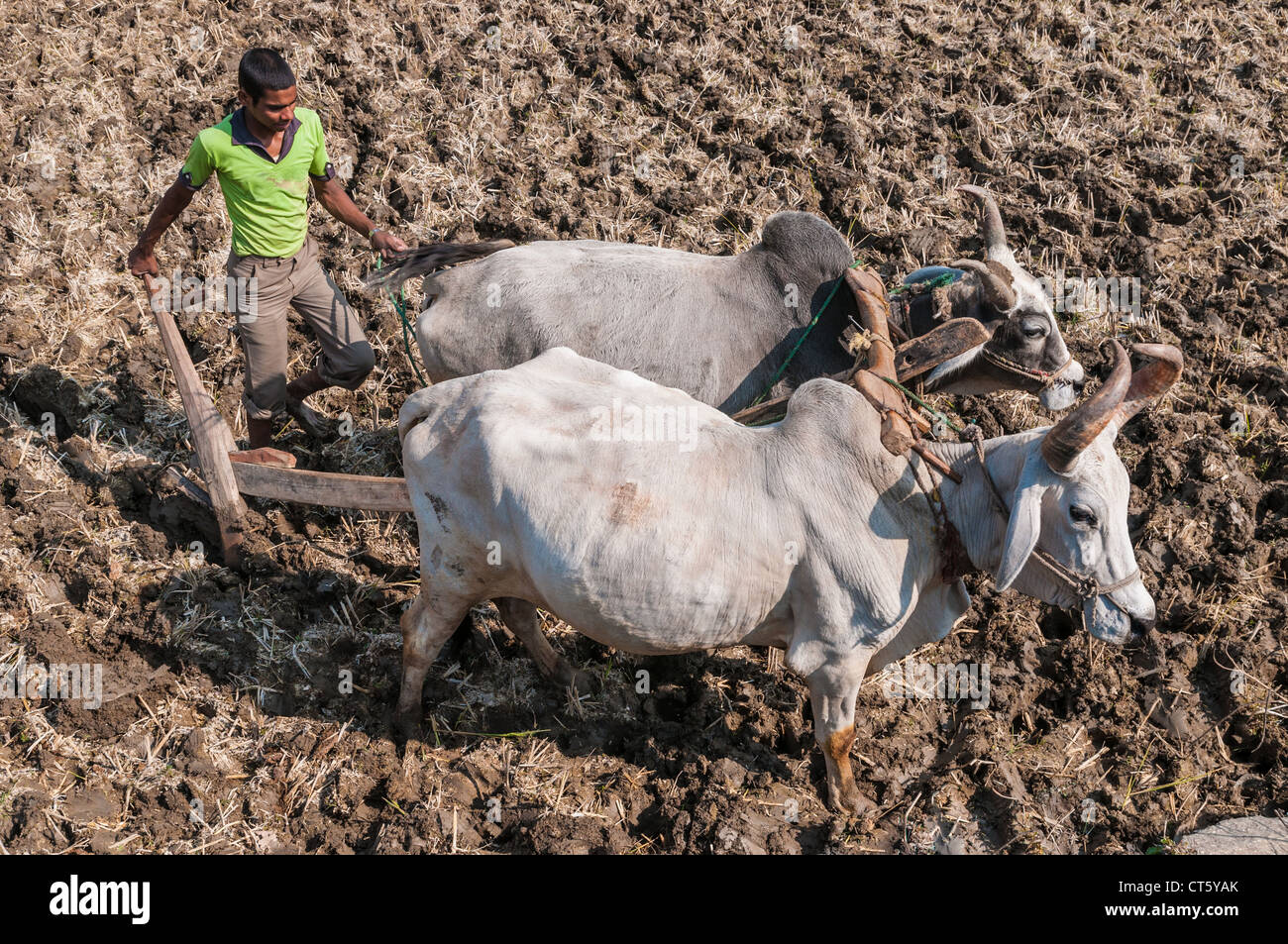 Giovane agricoltore indiano arando un campo con due buoi all'aratro Foto Stock