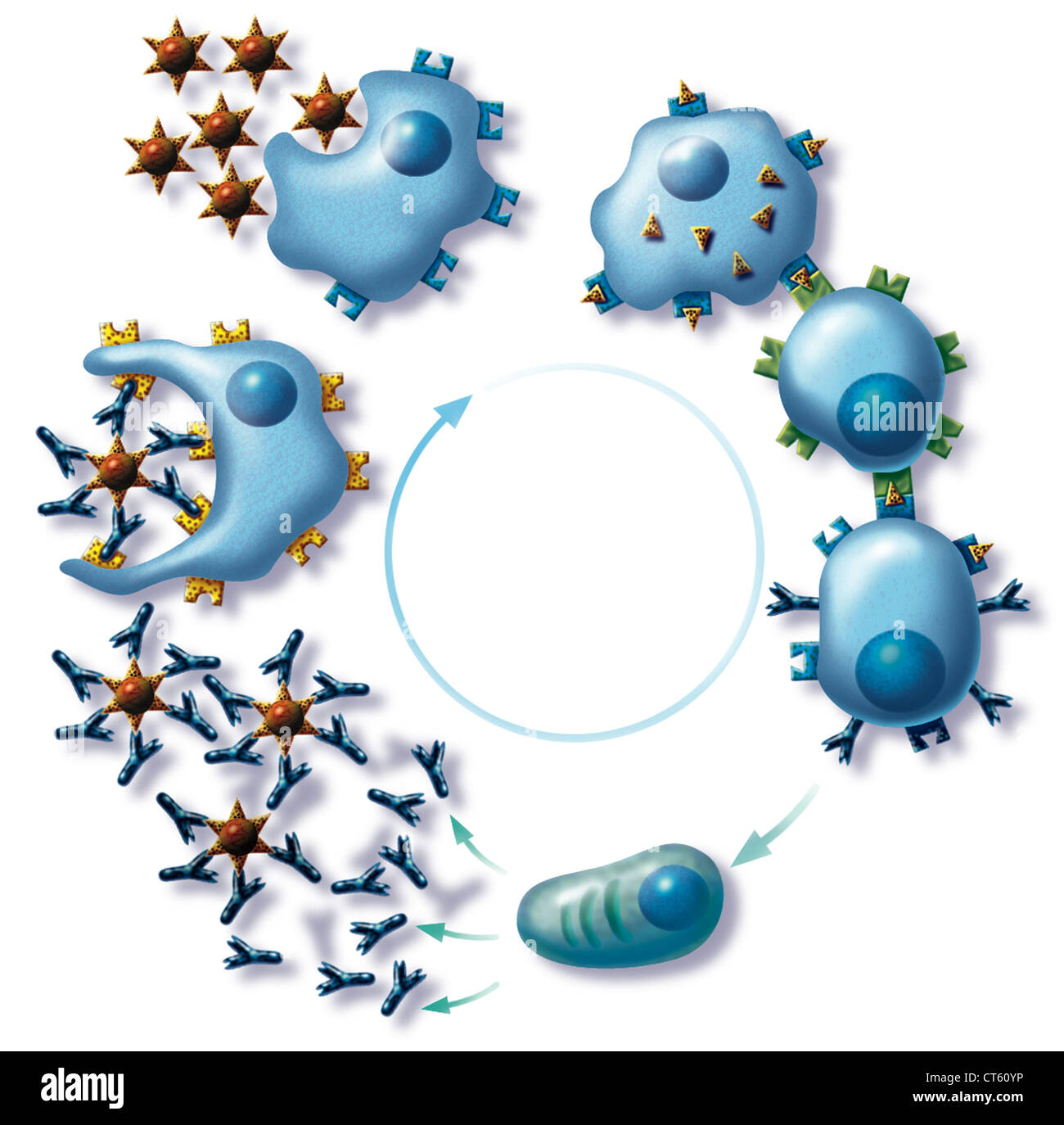 Allergia, disegno Foto Stock