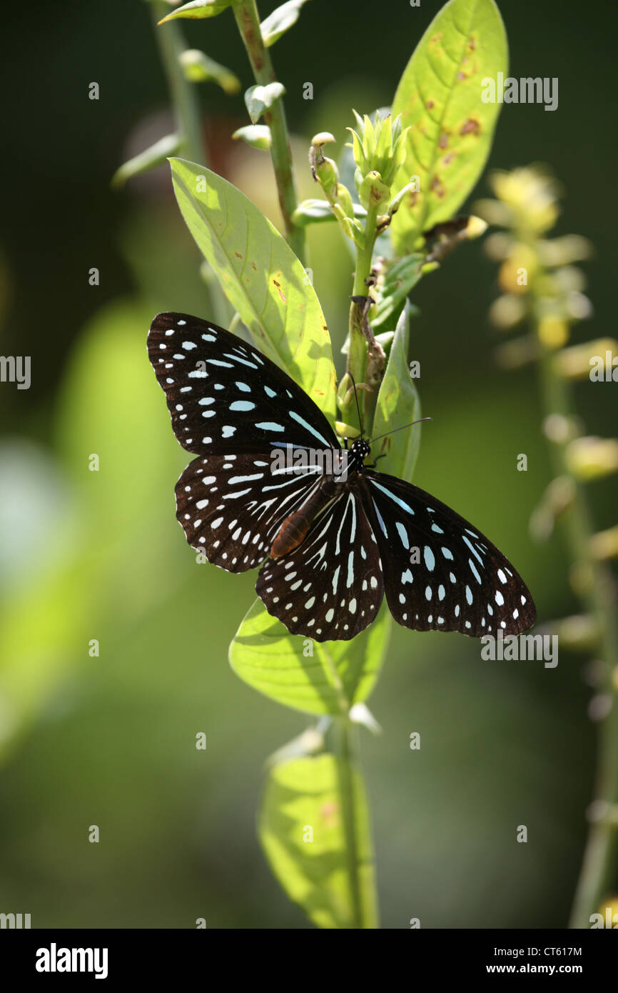 Butterfly, Thailandia Phuket Foto Stock