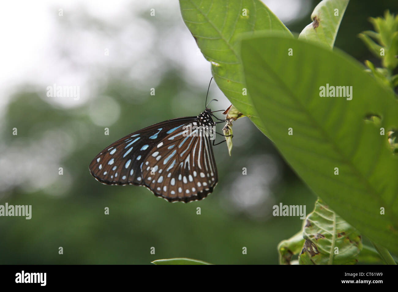 Butterfly, Thailandia Phuket Foto Stock