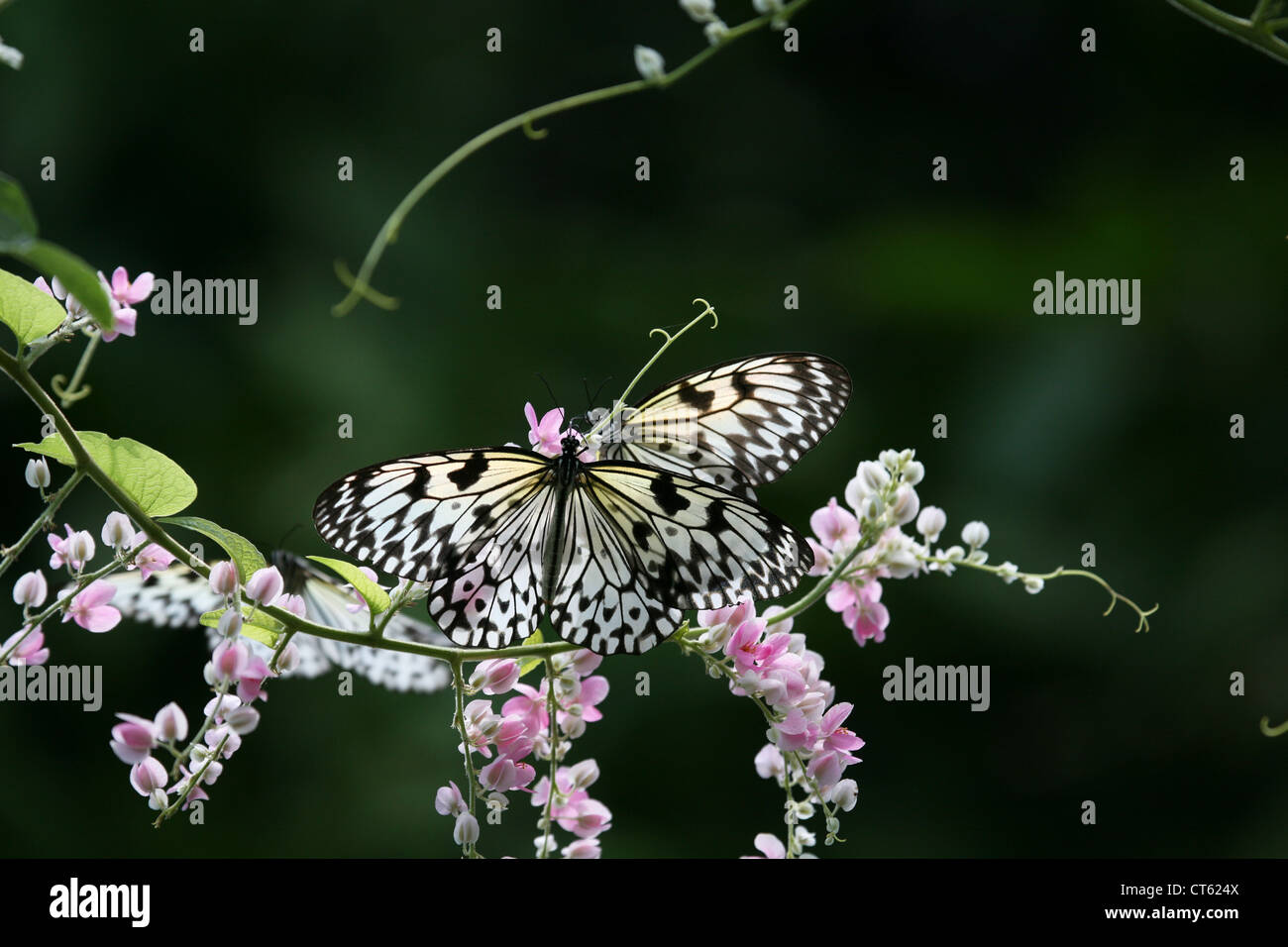 Farfalle su un fiore, Thailandia Phuket Foto Stock