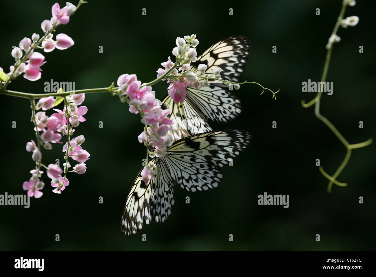 Farfalle su un fiore, Thailandia Phuket Foto Stock