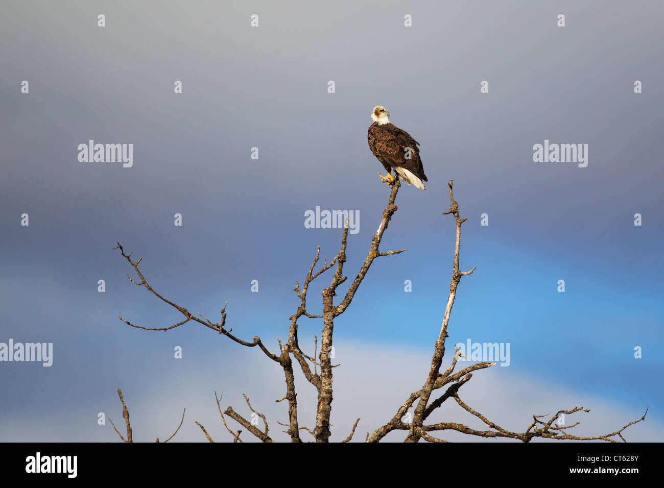Un'aquila calva arroccata su un albero, nel Minnesota settentrionale, Stati Uniti. Foto Stock