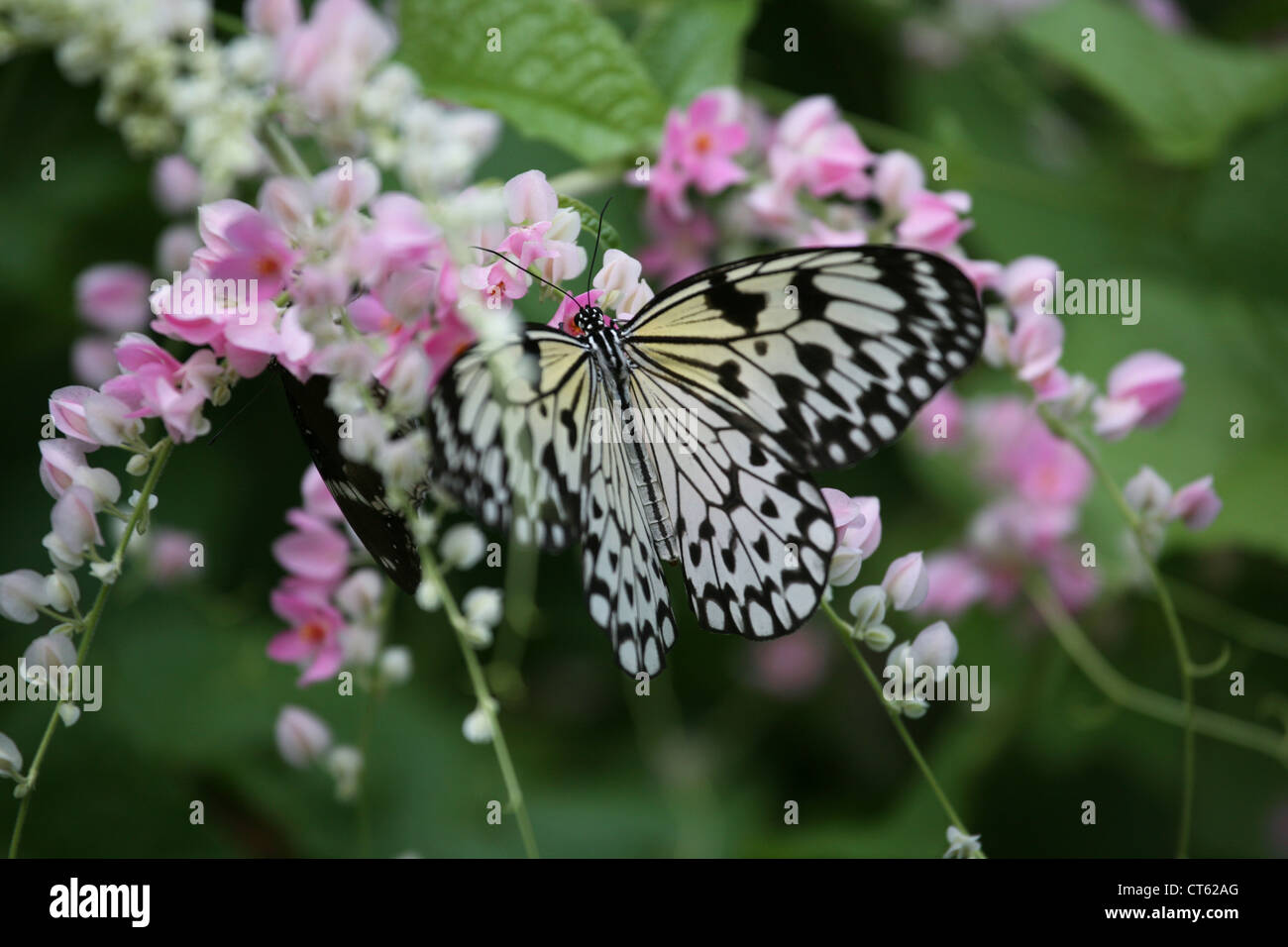 Farfalla su un fiore, Thailandia Phuket Foto Stock