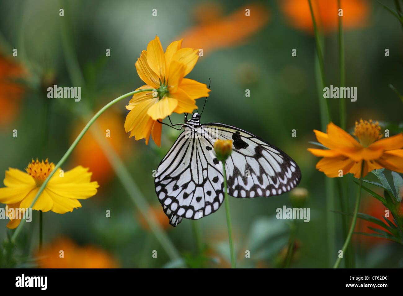 Farfalla su un fiore, Thailandia Phuket Foto Stock