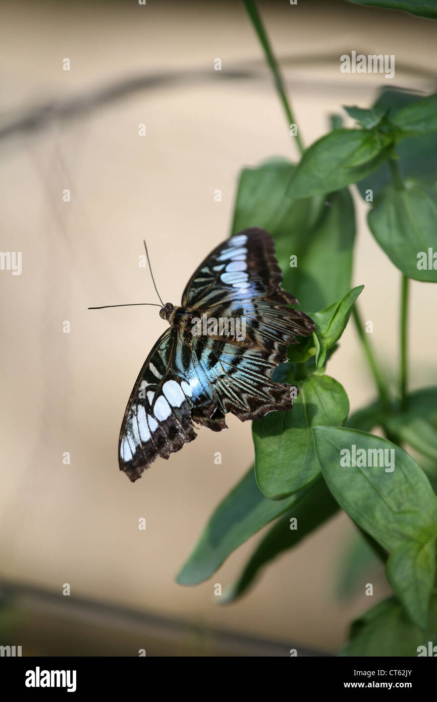 Butterfly, Thailandia Phuket Foto Stock