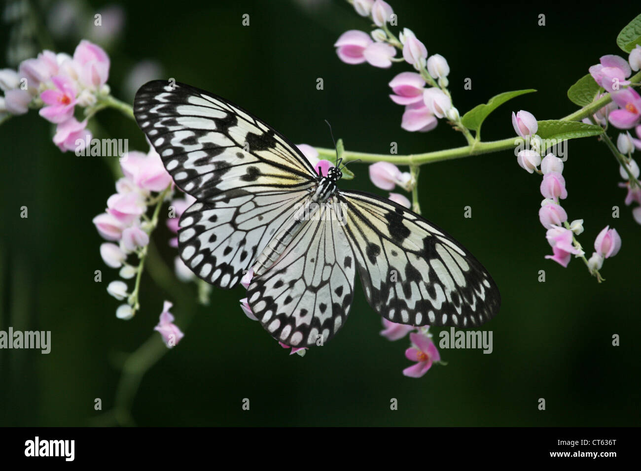 Farfalla su un fiore, Thailandia Phuket Foto Stock