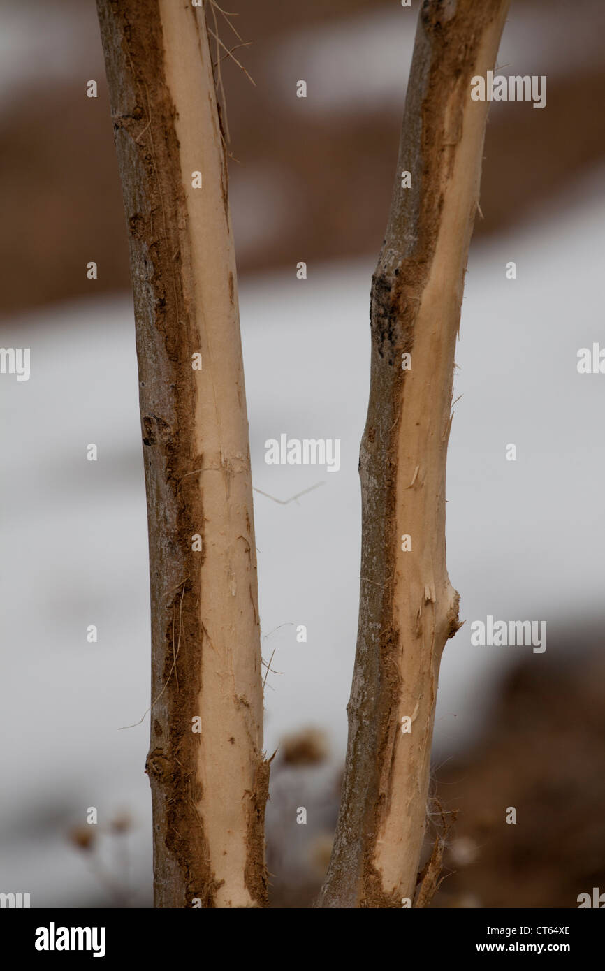 Vacilla aspen (Populus tremuloides) alberi danneggiati da Mule Deer buck. Foto Stock