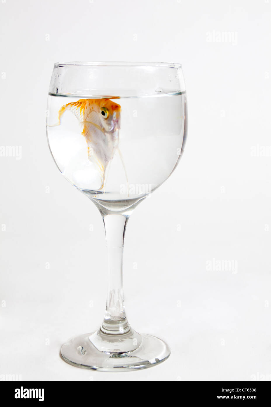 Angelfish (Pterophyllum scalare) in un bicchiere d'acqua. Foto Stock