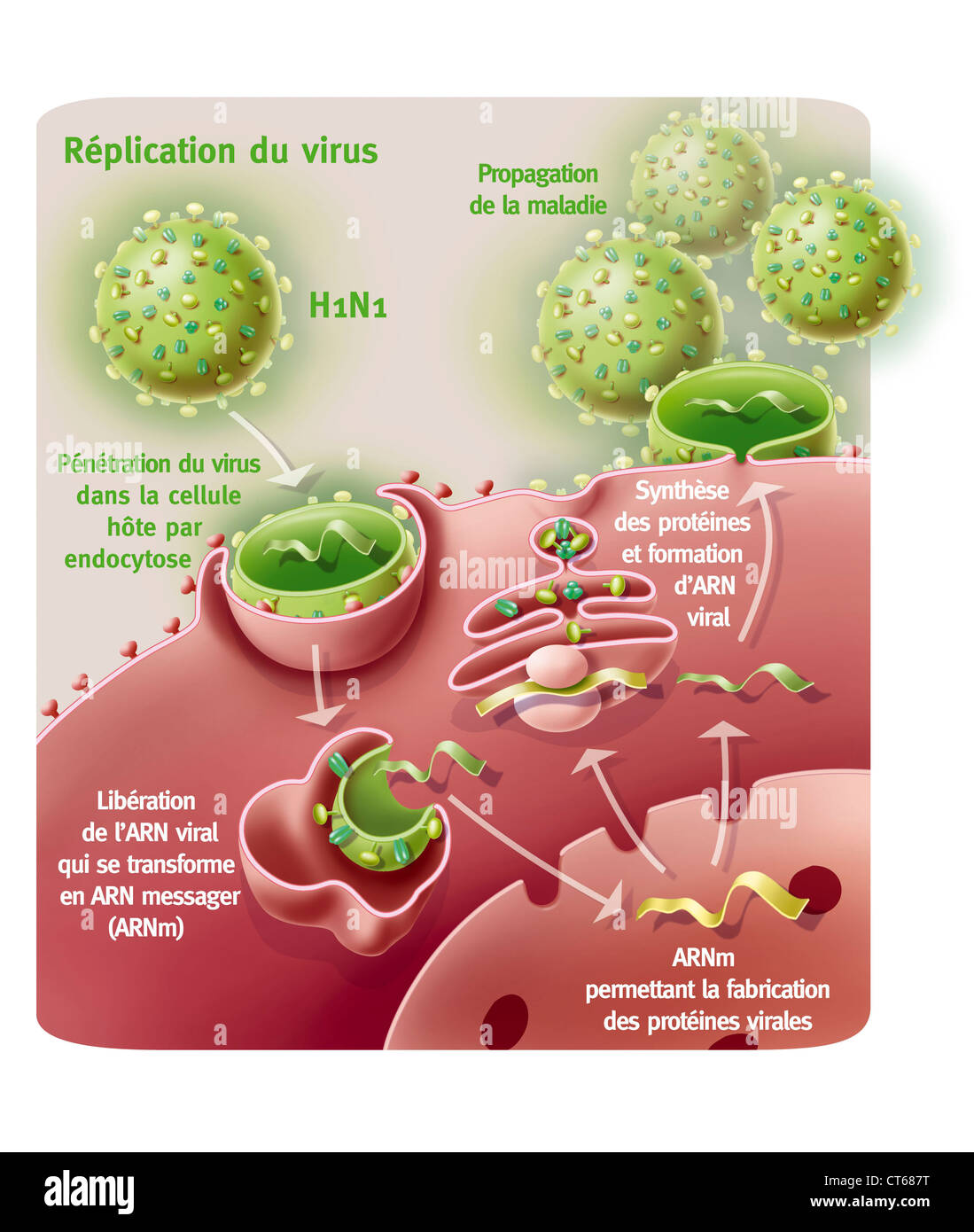INFLUENZA A virus H1N1 Foto Stock