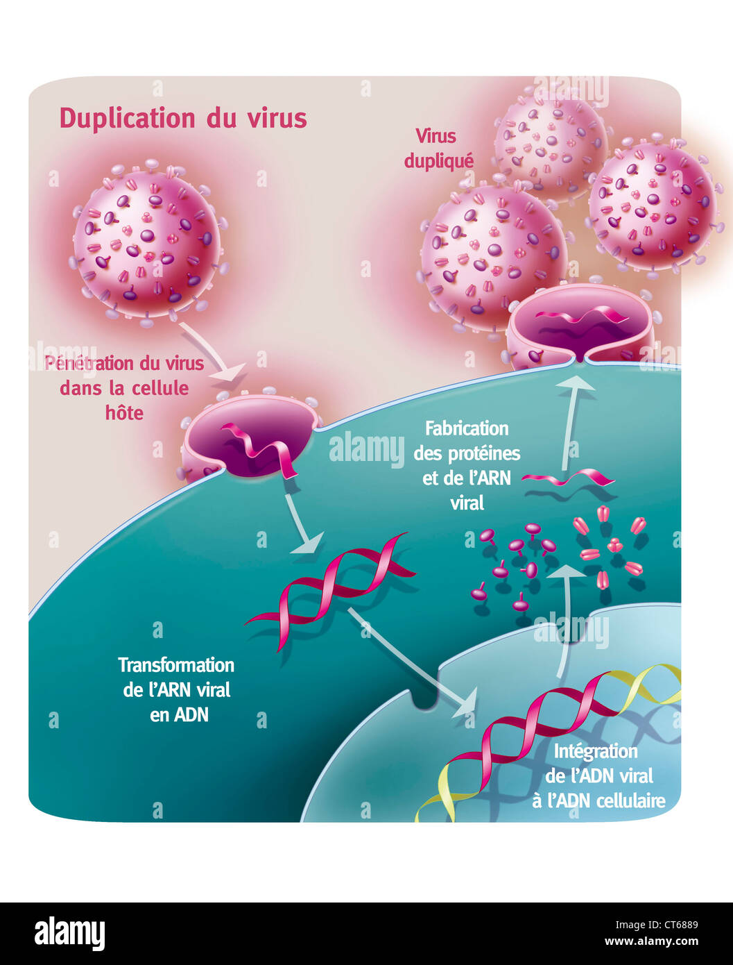 Il virus dell'AIDS infezione, disegno Foto Stock