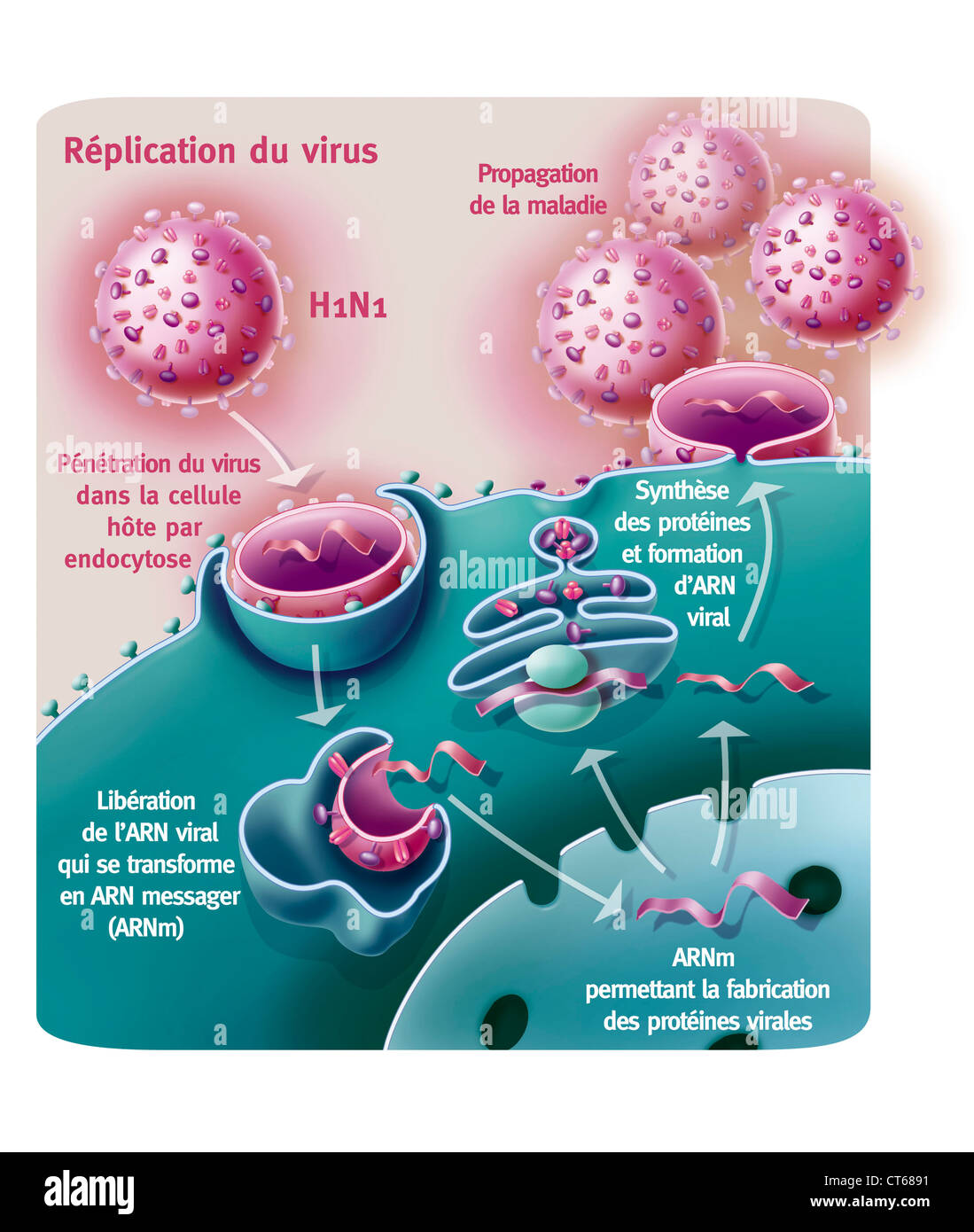 INFLUENZA A virus H1N1 Foto Stock