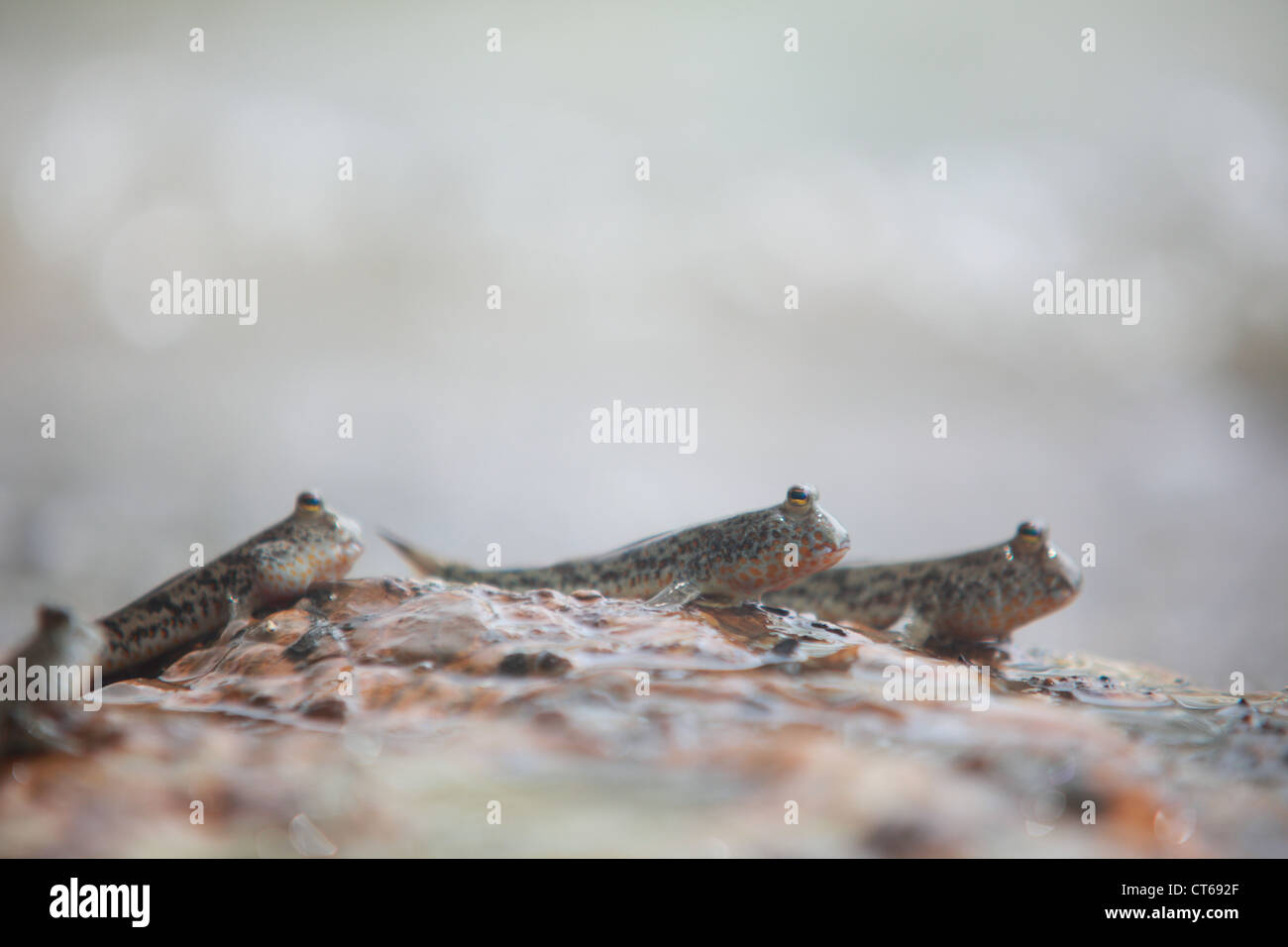 Mudskipper in una palude di mangrovie sulla costa della Thailandia Foto Stock