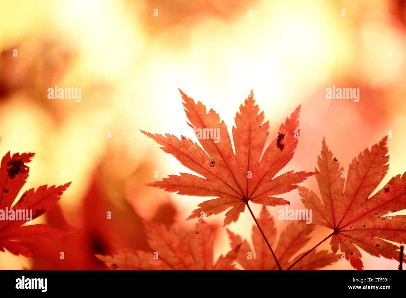 Autunno foglie di acero sfondo Foto Stock