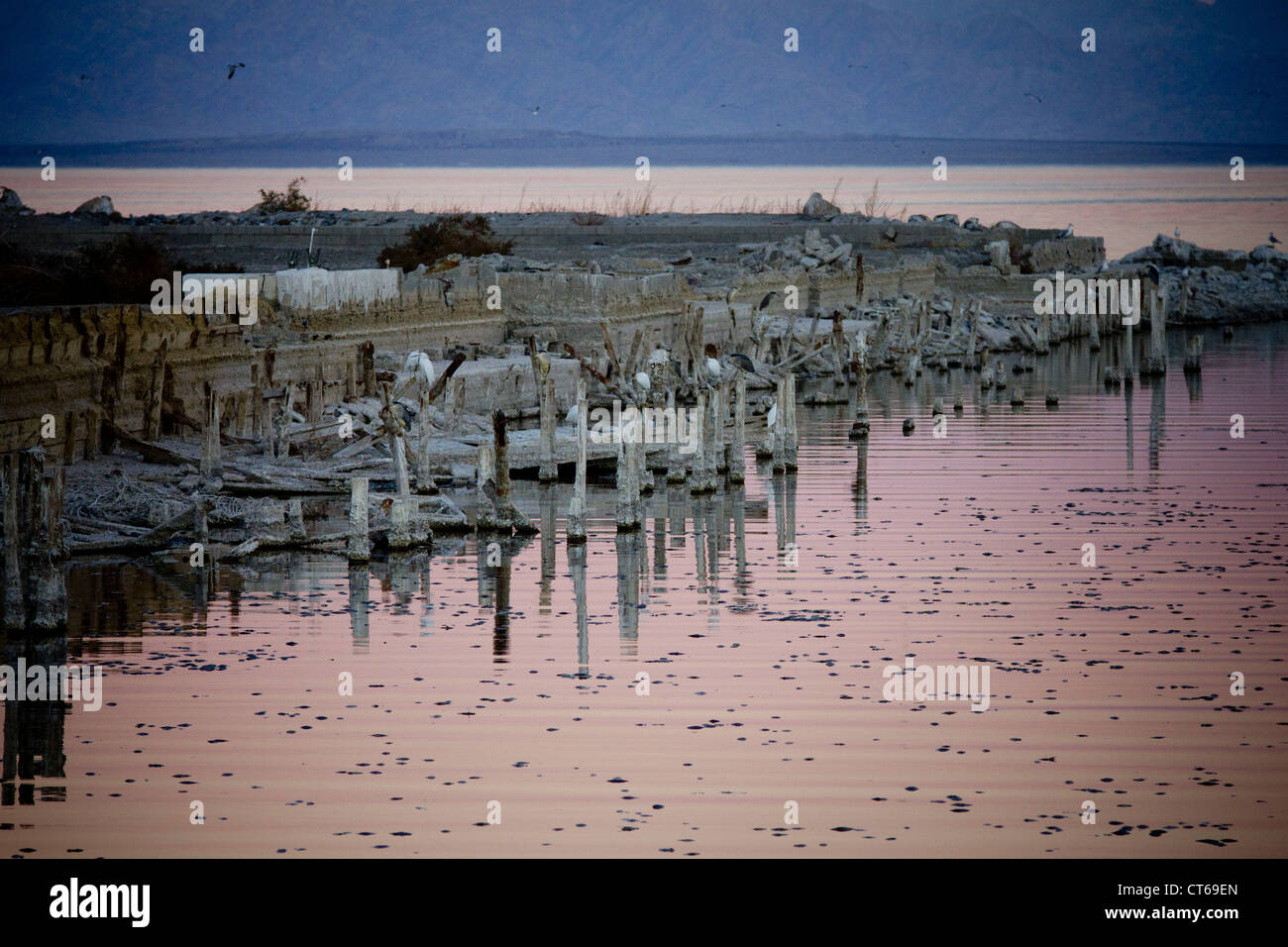 I pesci muoiono a Salton Sea California Foto Stock
