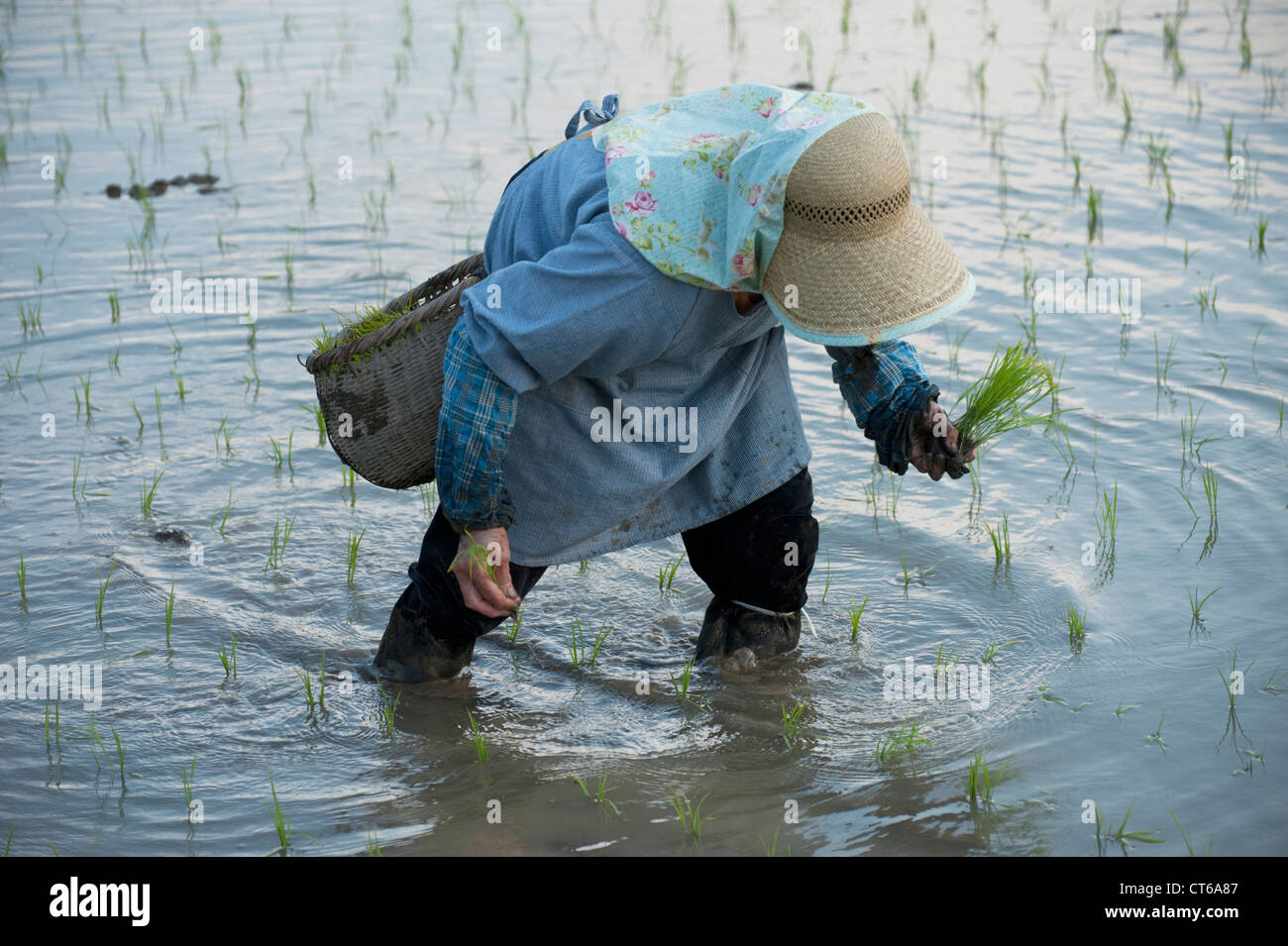 Un'anziana donna giapponese mano riso piantagione umida risaia. Foto Stock