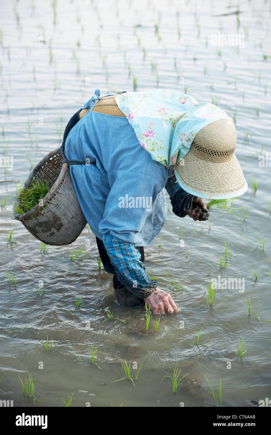 Un'anziana donna giapponese mano riso piantagione umida risaia. Foto Stock