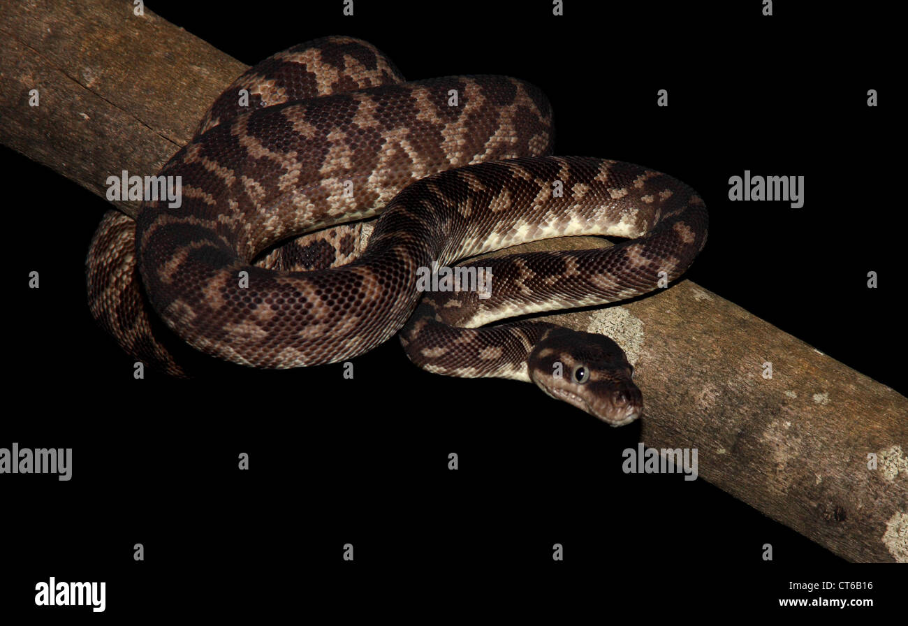 Scalata ruvida python morelia carinata con sfondo nero adatto per cut-out Foto Stock