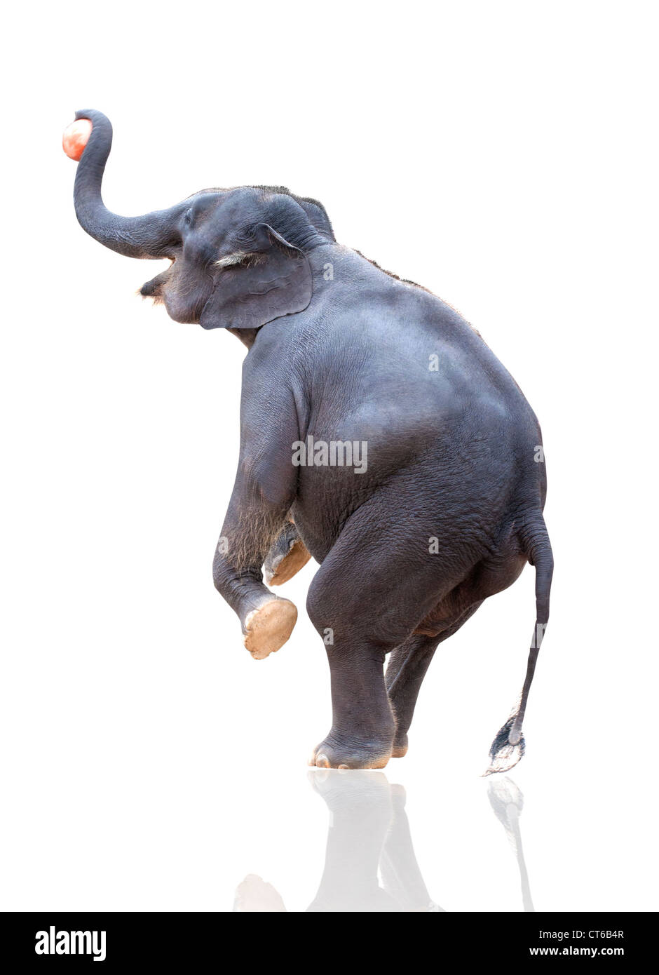 Elephant gettando la sfera isoated su bianco Foto Stock