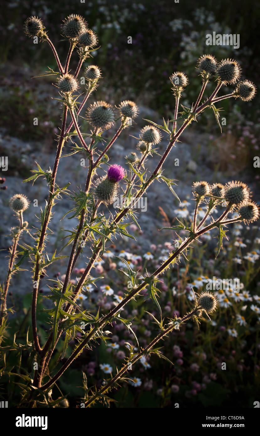Selvatica bardana con sole serale retro-illuminato Foto Stock
