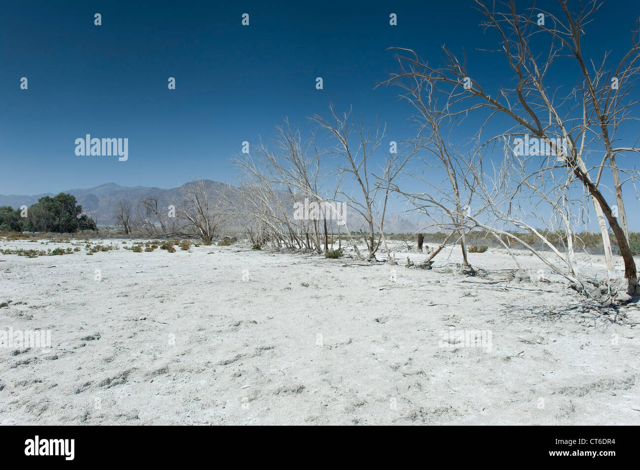 La linea di alberi con le montagne sullo sfondo, Salton Sea Beach, nel sud della California, Stati Uniti d'America. Foto Stock