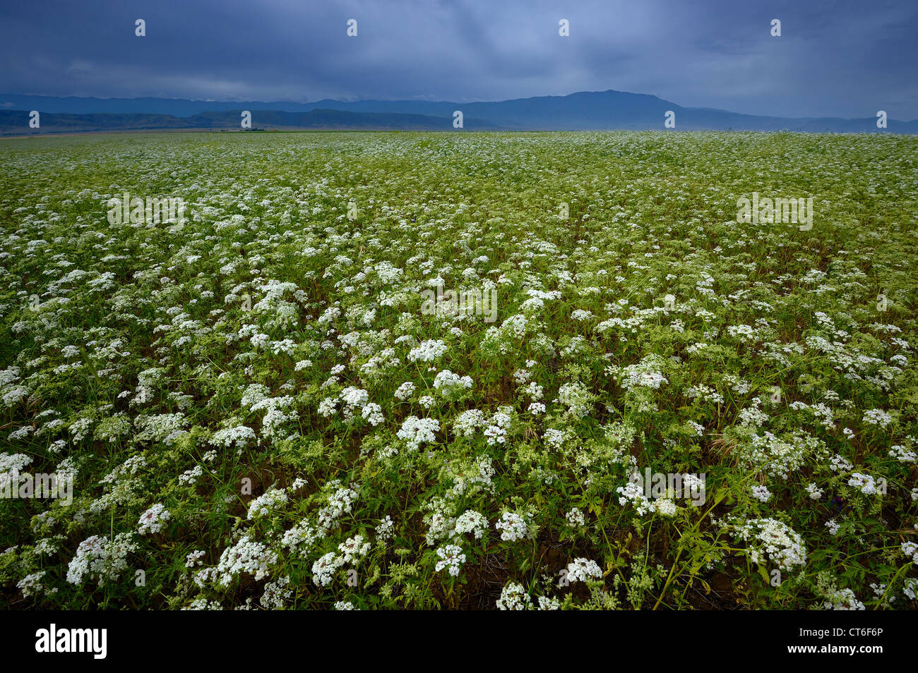 Campo fiorente nel sud del Kazakistan Foto Stock