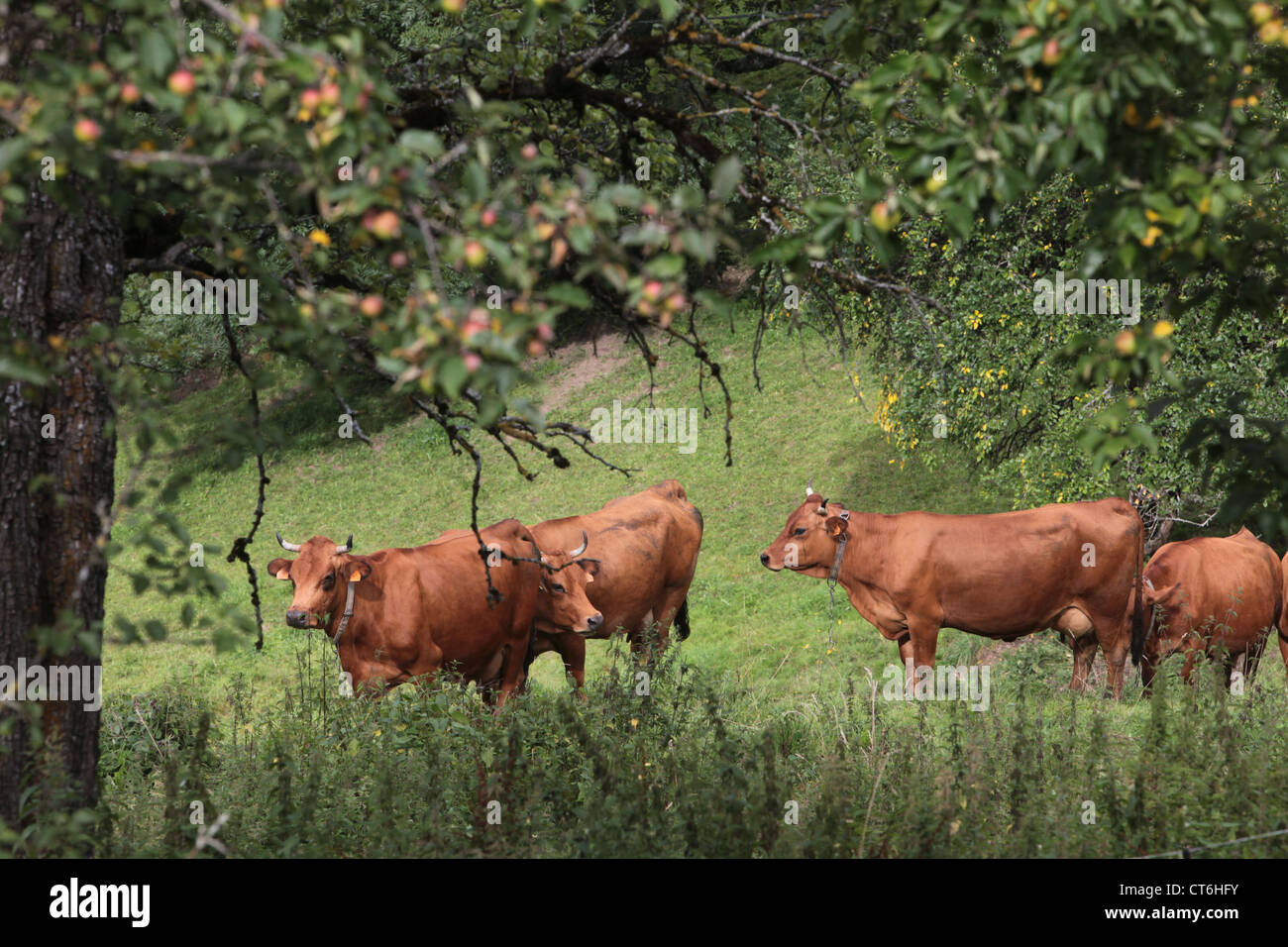 Vacche nelle Alpi francesi Foto Stock