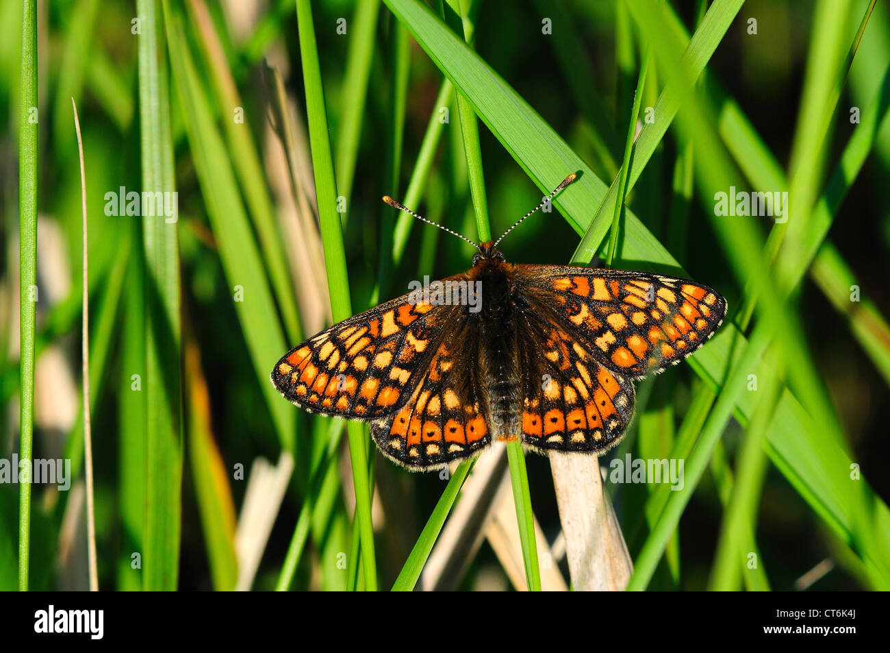 Un marsh fritillary butterfly a riposo sulle erbe REGNO UNITO Foto Stock