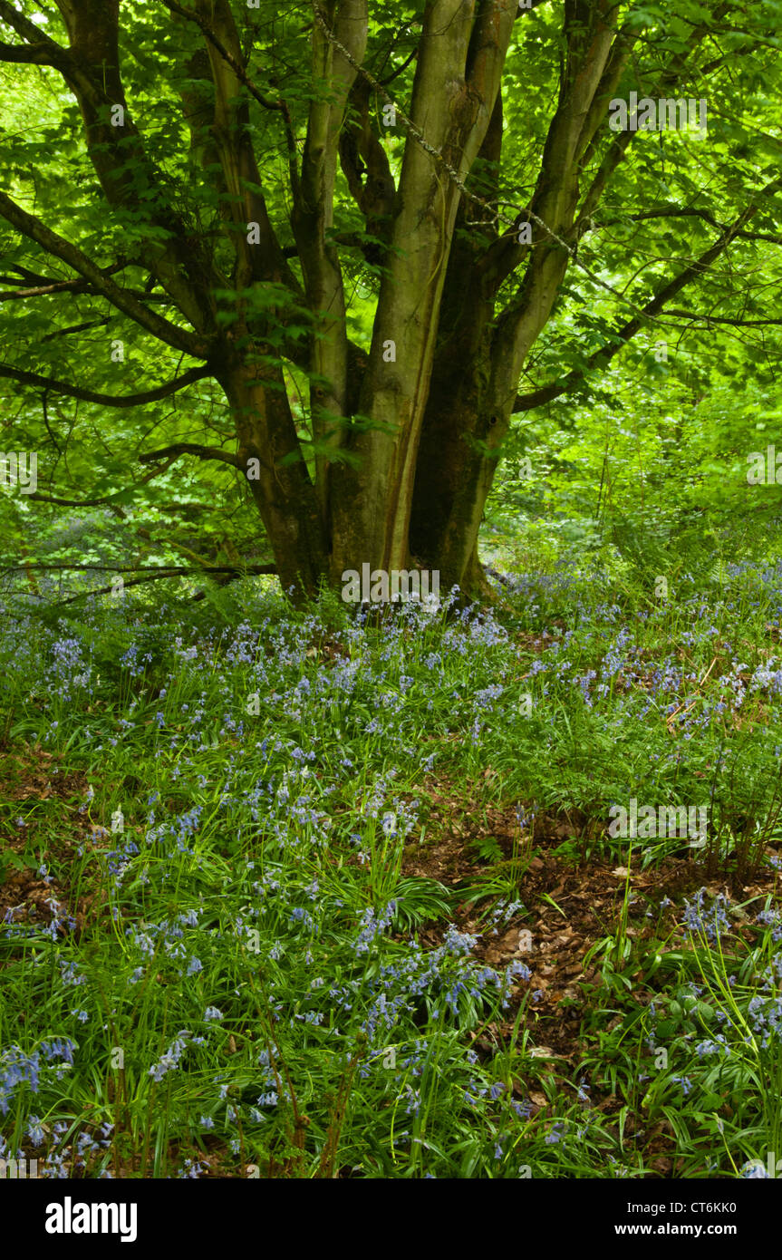 Alberi con molla lussureggiante fogliame verde circondato da Bluebells flowering entro Badby boschi, Northamptonshire, Inghilterra Foto Stock