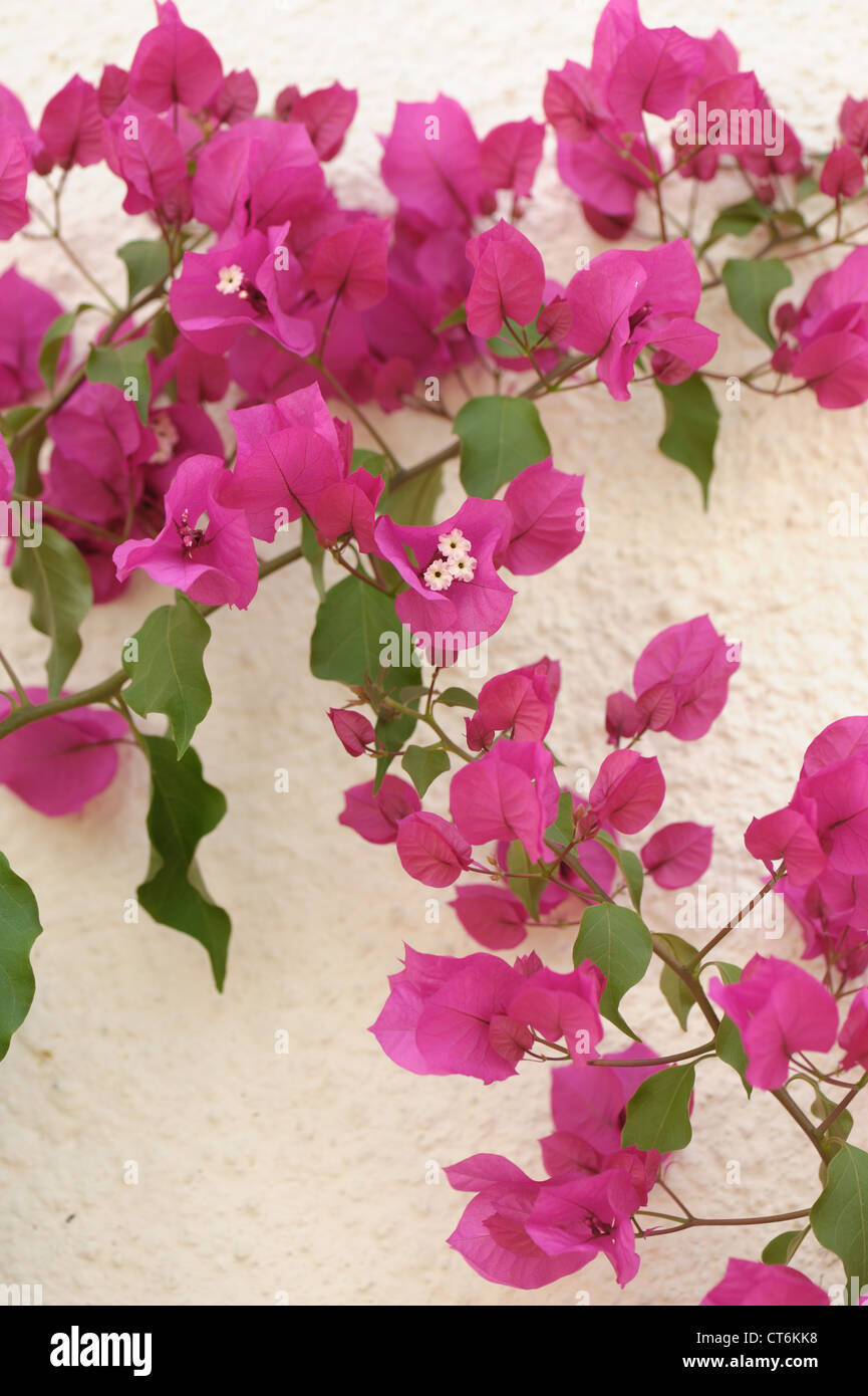 Fioritura viola pianta di bougainvillea in Conservatorio (Bougainvillea glabra) Foto Stock