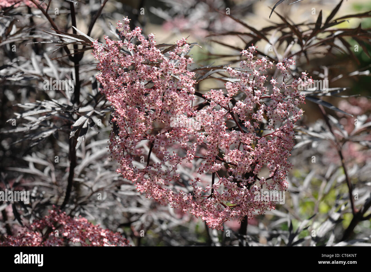 Il nero sambuco Sambucus nigra "pizzo nero' fiori di colore rosa con belle foglie di colore nero Foto Stock