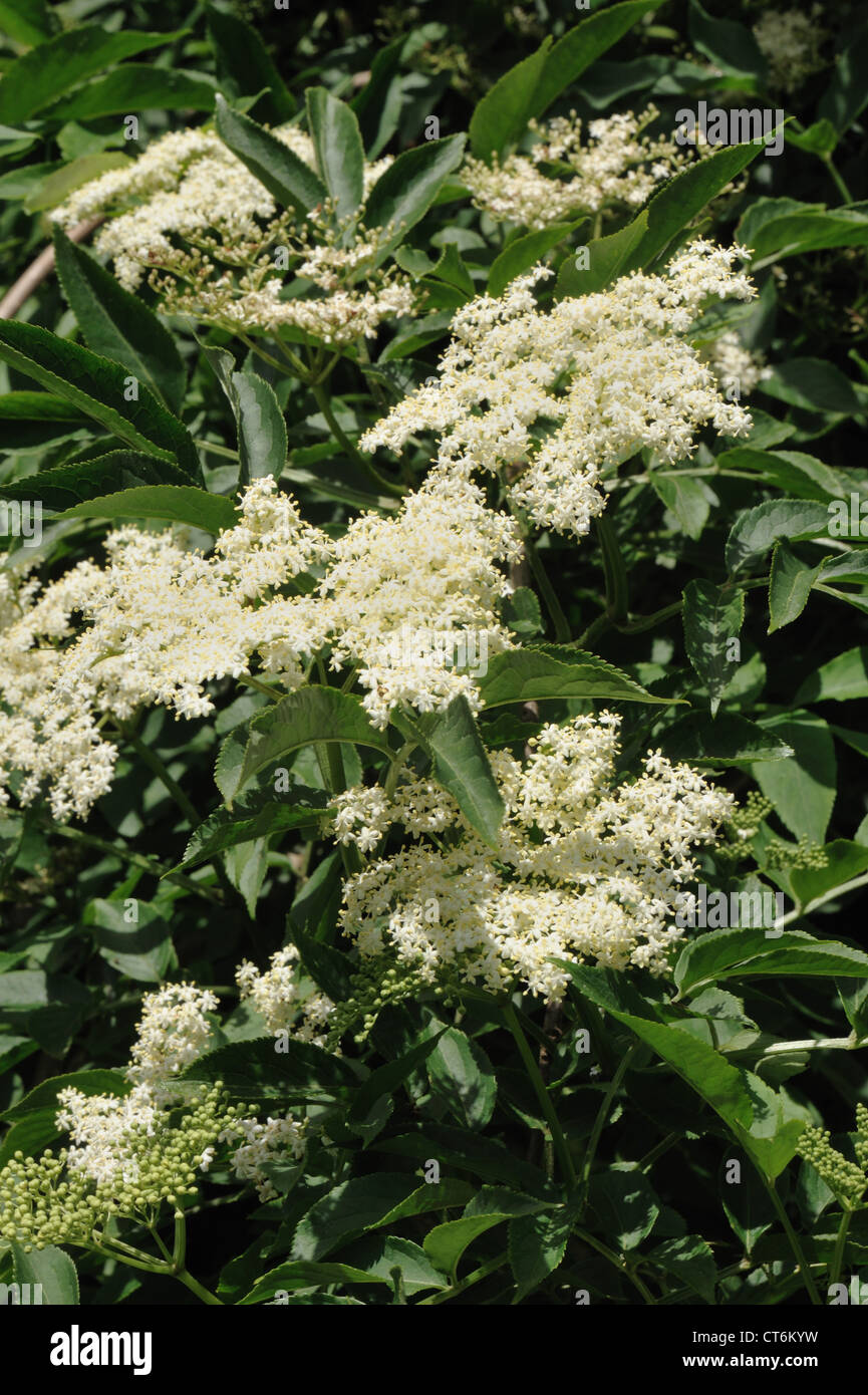 Fiori di sambuco selvatico tree Sambucus nigra Foto Stock