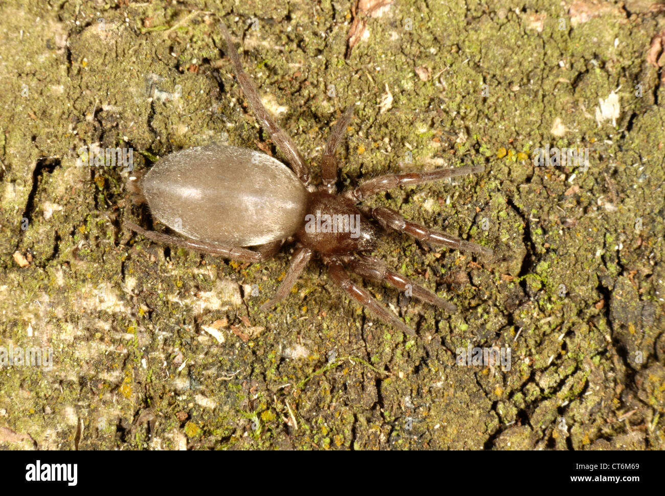 Un topo ragno blackwali Scotophaeus su legno Foto Stock