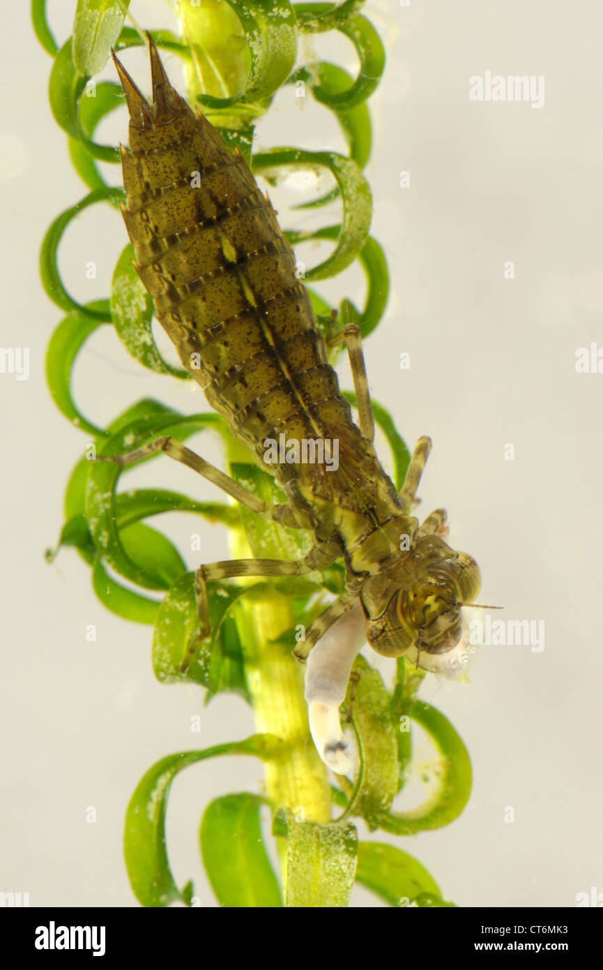 Southern hawker libellula Aeshna cyanea larva predator su alimentazione slug Foto Stock