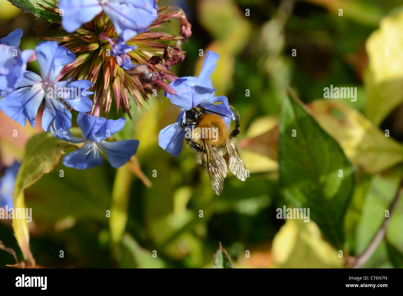 Ape su Ceratostigma plumbaginoides Foto Stock