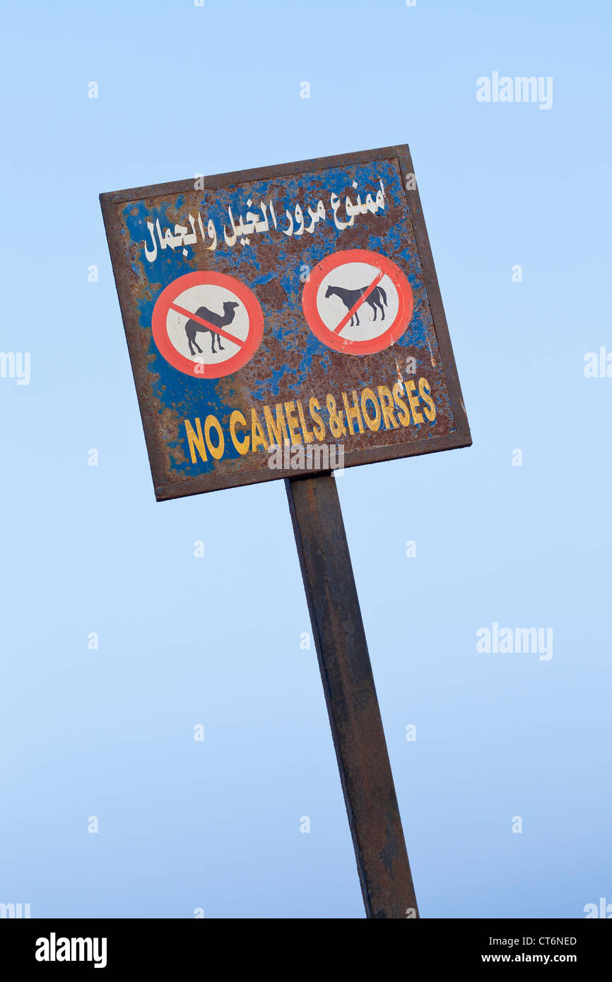 No cammelli e cavalli segno sul lungomare di Dahab, Egitto Foto Stock