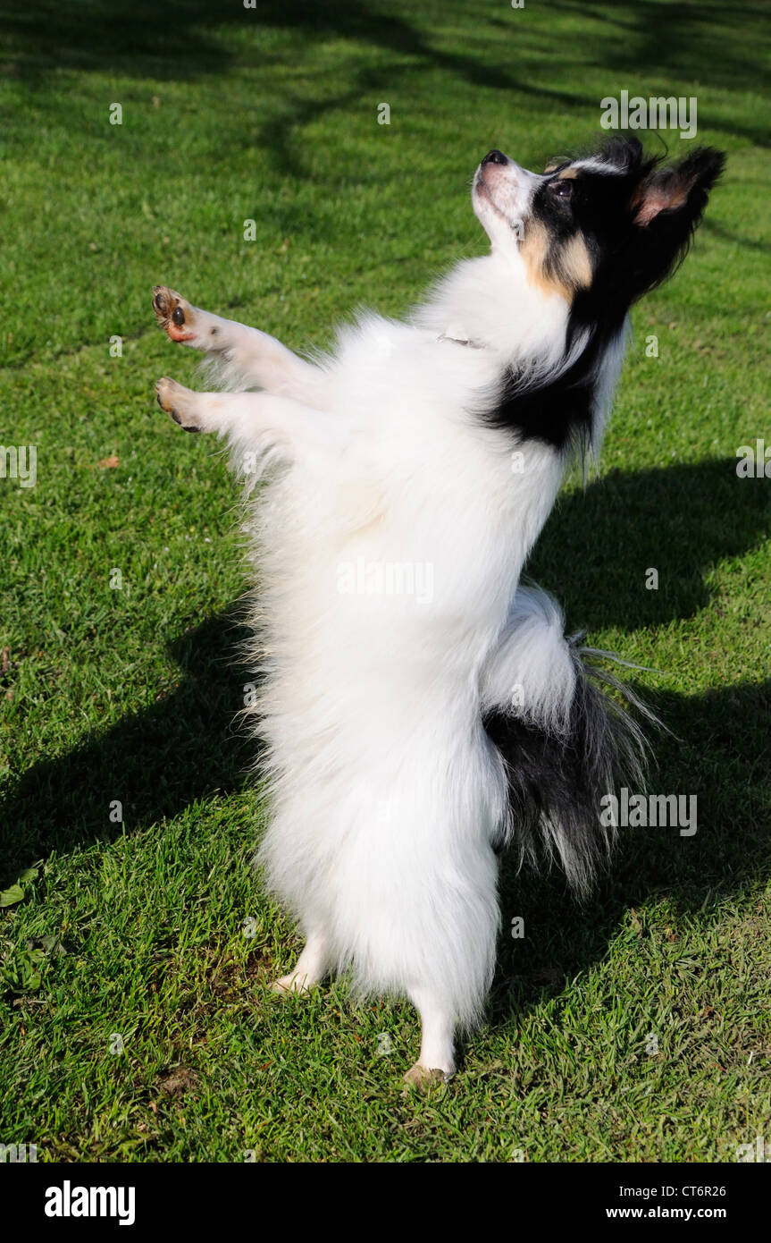 Papillon cane su di esso le zampe posteriori Foto Stock