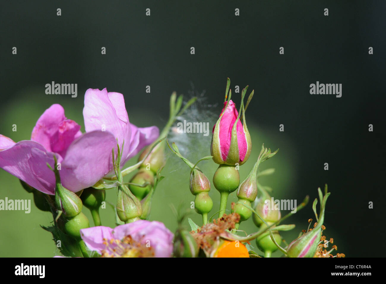 Rose selvatiche che fiorisce in primavera Foto Stock