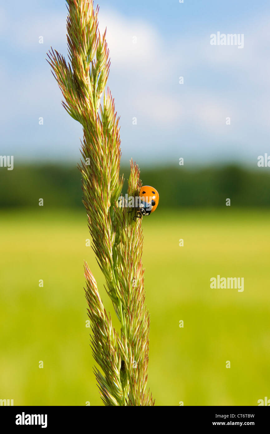 Ladybug su un chiodo di erba, close-up Foto Stock