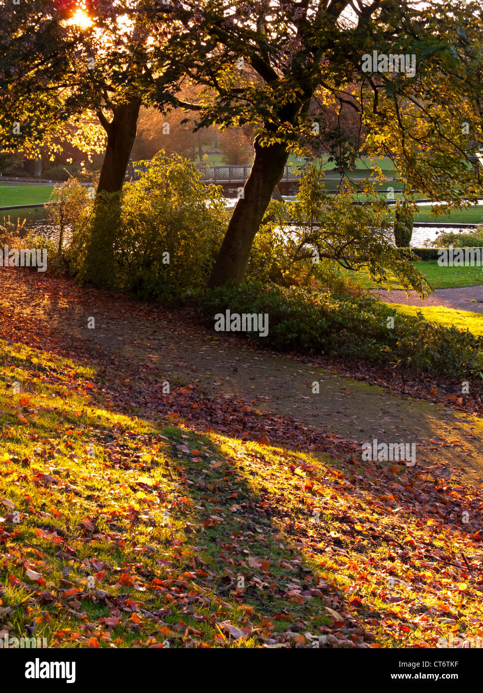 Sunshine attraverso gli alberi in autunno al Pavilion Gardens un parco pubblico a Buxton nel Derbyshire Peak District Inghilterra REGNO UNITO Foto Stock