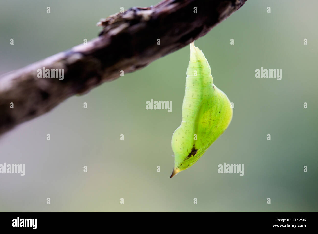 Brimstone Butterfly; Opisthograptis luteolata; pupa; Regno Unito Foto Stock