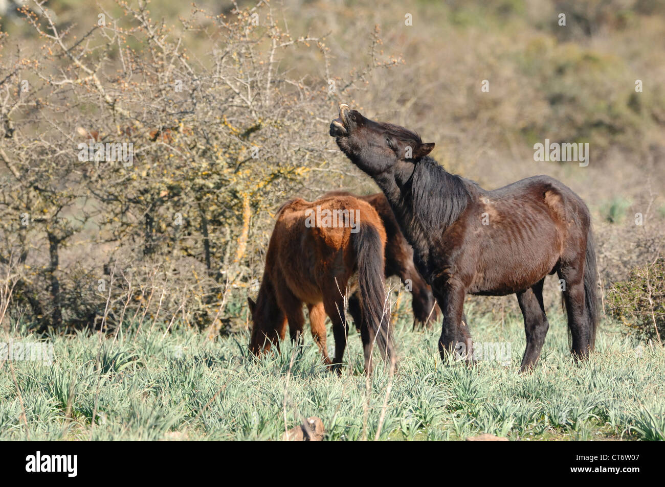 I cavalli della giara sulla Giara di Gesturi, Sardegna, Italia Foto Stock