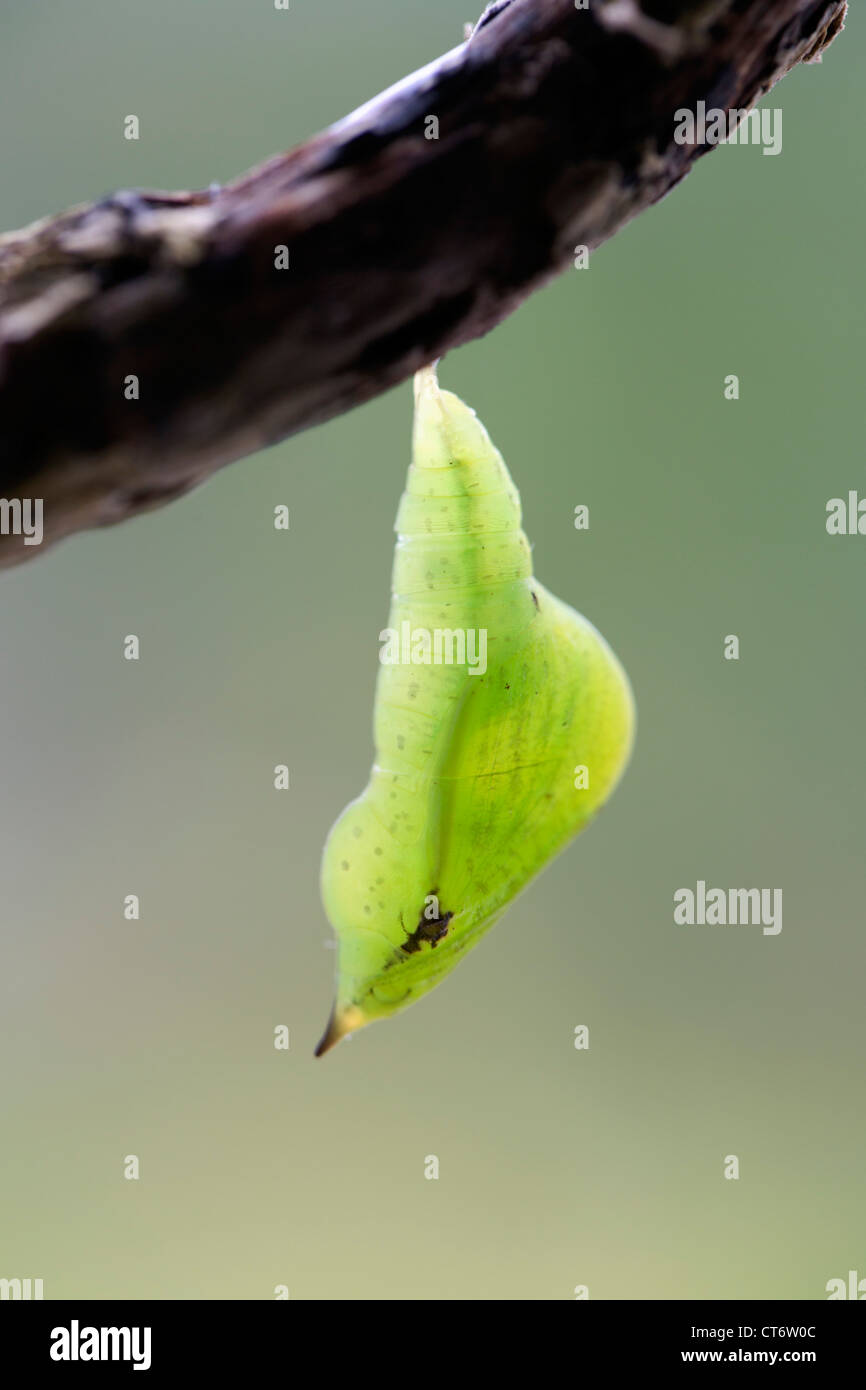 Brimstone Butterfly; Opisthograptis luteolata; pupa; Regno Unito Foto Stock