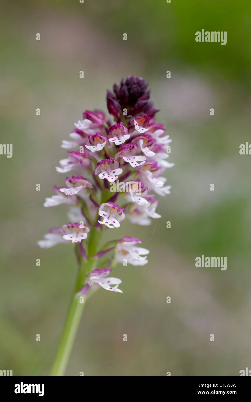 Bruciò Orchid; Orchis ustulata; Spagna Foto Stock